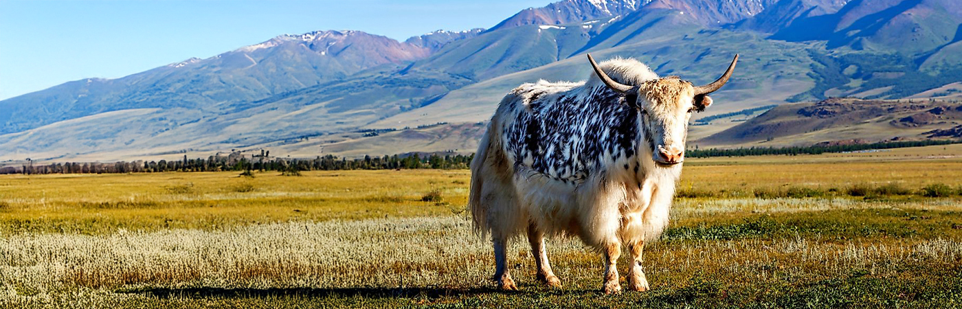 How Does Yak's Milk Differ From Cow's Milk?